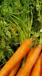 Fresh Carrots With Greens