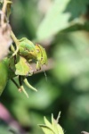 Front View Of Shield Bug On Tomato