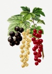 Fruit Fruit Vintage Art