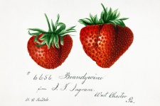 Fruit Vintage Art
