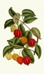Fruit Tree Vintage Art