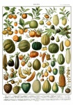 Fruits Vintage Art Print
