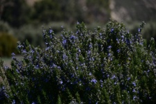 Full Bloom Lavender Plant
