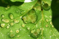 Gall Bumps On A Green Leaf