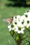 Garden Acrea Butterfly On A Flower