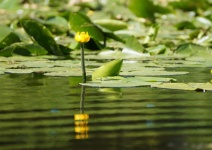 Yellow Water Lily Pond Rose Flower