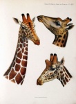 Giraffe Vintage Art Old