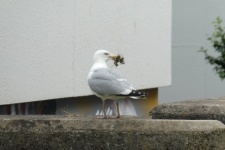 Gull Preparing Its Nest