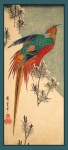 Golden Pheasant Vintage Art