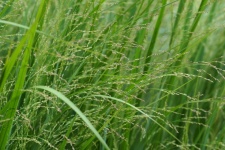 Grass Grasses Ornamental Grass Plant