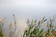 Grasses Growing Near Water