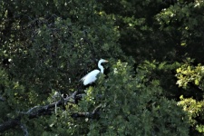 Great White Egret In Tree