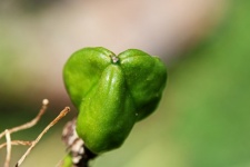 Green Chincherinchee Seedpod