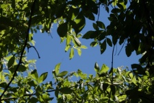 Green Foliage Framing Blue Sky