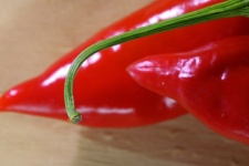 Green Stem On Red Chili