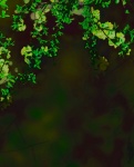 Green Vines Background