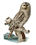 Ural Owl Owl Clipart