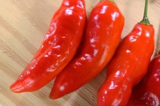 Harvested Fresh Red Chilis
