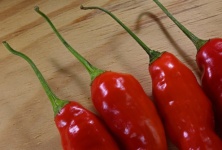 Harvested Fresh Shiny Red Chilis