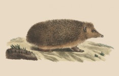 Hedgehog Vintage Art Illustration