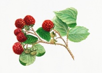 Raspberry Fruits Fruit Art