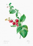 Raspberries Vintage Illustration