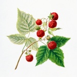 Raspberries Vintage