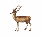 Deer Animal Vintage Poster