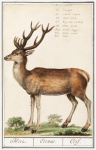 Deer Vintage Art Old