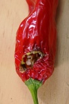 Hole Eaten Into Red Chili