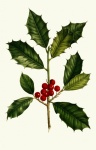Holly Berries, Leaves Vintage