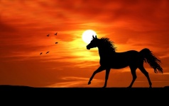 Horse At Sunset Silhouette