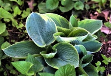 Hosta Plant Close-up 2