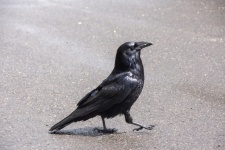 Raven Walking