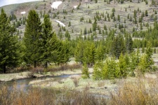 Yellowstone Wetland Landscape
