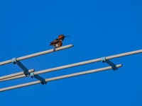 Chestnut Hummingbird On An Antenna