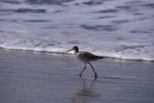 Willet Bird On Beach