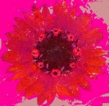 Grunge Red Sunflower