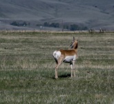 Prongnorn Antelope