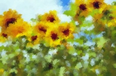 Watercolor Yellow Flowers