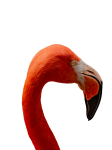 Flamingo Portrait Isolated