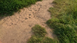 Sand Path