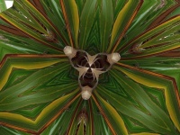 Abstract Palmtree