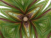 Palm Tree Coast