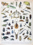 Insect Beetle Vintage Illustration