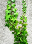 Ivy On White Wall