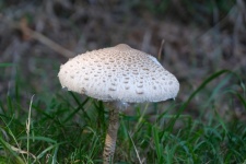 Young Mushroom