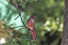 Juvenile Cardinal Bird On Branch