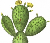 Cactus Cacti Vintage Art