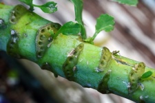Kale Leaf Lesion Pattern